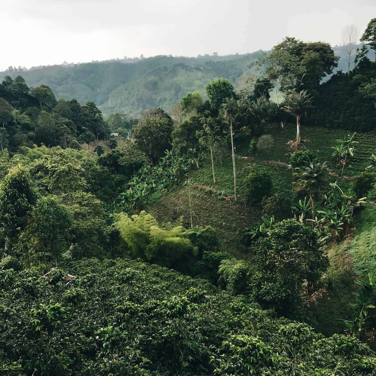 Coffee-Avenue-Farms